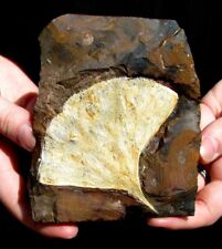 EXTINCTIONS- BEAUTIFUL, DETAILED GINKGO LEAF FOSSIL - STRIKING COLOR & VENATION picture