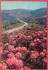 Rhododendron In Bloom Along the Appalachian Area Postcard picture