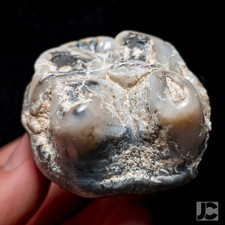 Platybelodon cf. gangeri, Extinct Megafauna Mammmal Tooth Fossil 'Ice Age' Molar picture