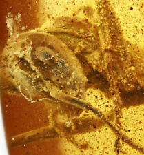 Two Extinct Sphecomyrma Ants, Fossil inclusion in Burmese Amber picture