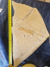 EXTINCTIONS- VERY IMPRESSIVE SOLNHOFEN MECOCHIRUS LONGFOSSIL - FANTASTIC DETAIL picture