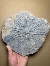 1200g Huge Triassic Natural crinoid specimen Geologic rock picture