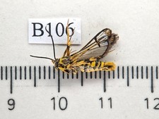 B106. Unmounred butterfly: Zygaenidae sp. North Vietnam picture