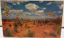 Vintage Postcard DESERT YUCCA NEW MEXICO STATE FLOWER picture