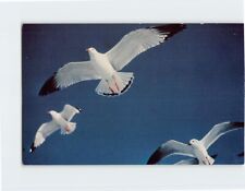 Postcard The Seagull's Flight in the Blue Heaven's Height picture
