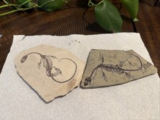 AMPHIBIAN-VERTEBRA-NOTHOSAURIA-JURASSIC-dragon dinosaur fossil 2 pieces picture