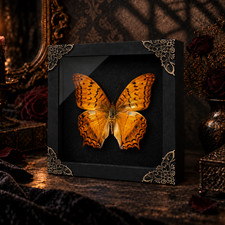 Real Orange Butterfly Framed Insect Specimen Taxidermy Gift for Insect Lovers picture