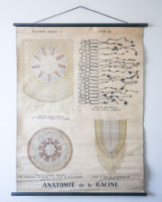 VINTAGE ANTIQUE BOTANICAL FRENCH SCHOOL WALL CHART DEYROLLE ROOT ANATOMY picture