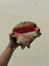 Large Pink Queen Conch Seashell Ocean Beach Shell Found In Bahamas  Has Crack picture