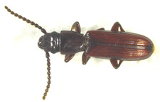 Parasitic Flat Bark Beetle: Catogenus rufus (Passandridae) USA Coleoptera Insect picture