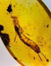 Burmese insects fossil burmite Cretaceous Earwig insect amber fossil Myanmar picture