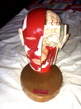Vintage Denoyer Geppert Anatomical Model Anatomy Functional Brain, Head & Skull picture