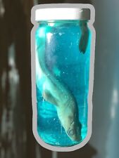 Oddity Baby Shark Preserved In Glass Jar Wet Specimen Weird Convo Starter Cool picture