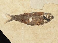 SCALES On This 50 Million Year Old Knightia FISH Fossil w/Stand Wyoming 1105gr picture