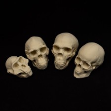 Human Skull Evolution Set – Life size -Lucy to Human – 4 Replica Skull Bundle picture