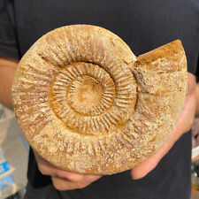 2.1lb Natural Raw Ammonite Fossil Conch Quartz Crystal Rough Mineral Specimen picture