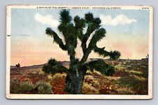 c1926 WB Postcard Joshua Palm Tree Native of the Desert Southern Cali CA picture
