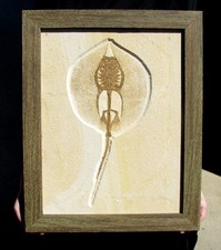 FABULOUS FRAMED MALE HELIOBATIS STINGRAY WITH MATING GRASPERS INTACT- BEAUTIFUL picture
