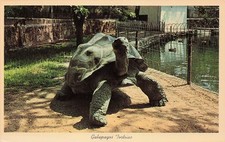 Galapagos Tortoise San Antonio Zoo TX Animal Marine Biology Vtg Postcard J67 picture