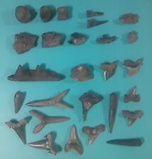 27 Piece Fossil Collection N Mississippi Fossils Eutaw Formation Shark Fish Ray picture