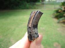 QUALITY GIANT BEAVER MOLAR TOOTH FLORIDA FOSSILS ICE AGE EXTINCT RODENT JAW BONE picture
