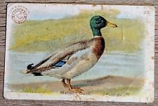 1904 J3a Church & Co Arm & Hammer Game Bird Series Mallard Duck SMALL Card #22 picture