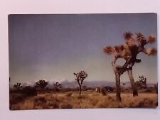 Vintage Postcard Joshua Trees Unique Floral Specimen Mojave Desert California CA picture
