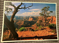 VTG Continental Postcard - Grand Canyon National Park View of Colorado River picture