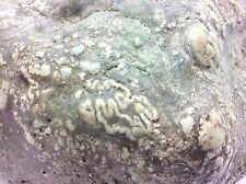 Botryoidal Nephrite Jade River Boulder Gem Stone Specimen Mendocino California picture
