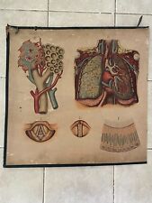 Original medical pull down school chart of Lungs picture