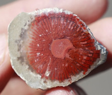Agatized Red Horn Coral • Morgan Fm • Riley's Canyon, Utah picture