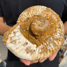 2.6lb Natural Raw Ammonite Fossil Conch Quartz Crystal Rough Mineral Specimen picture