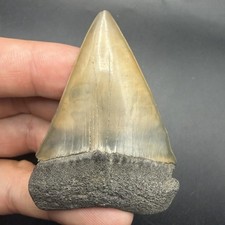 MEGALODON ERA EXTINCT WHITE (MAKO) SHARK TOOTH 2.54” SWFL picture