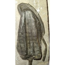 EXTINCTION- Cupressocrinus CRINOID FOSSIL - TOP QUALITY picture