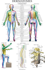 Dermatomes & Nervous System Anatomical Chart - Dermatomes Anatomy Poster picture