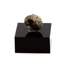 Brachiopods 3.27 cts. Morocco picture