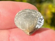 Belgium Fossil Brachiopod Metabolipa griendeli Late Devonian Age picture