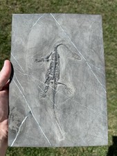 Large 100% Natural Keichousaurus Fossil Personally Prepped Fossil Keichousaurus picture