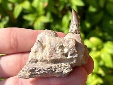 SUPERB Alabama Fossil Mosasaur Jaw with Two Teeth Cretaceous Age Dinosaur Tooth picture