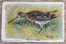1904 J3a Church & Co Arm & Hammer Game Bird Series Wilson's Snipe SMALL Card #8 picture
