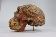 VTG Homo Erectus Peking Man Style Skull Model Museum Fossil Cast w/ Jaw picture