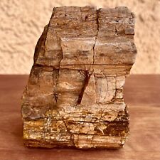 2.1 LB UTAH Raw Rough PETRIFIED FOSSIL WOOD Log 4.5” ￼CRYSTALS WOOD RING YELLOW picture