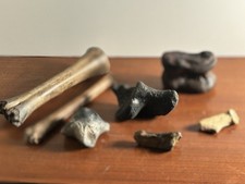 Lot Of 7 Pleistocene Mammal Fossils Extinct Florida Megafauna picture