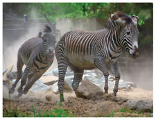 Zebra Stampede 8.5x11 inch Photo [210809-0002] picture