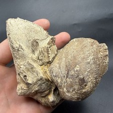 GIANT Inner Ear Bone Fossil HUGE Cetacean Fossil Megalodon Era SWFL picture