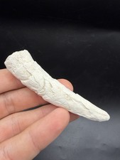 Fossil Sperm Cetacean Tooth - Bone Valley, Florida Marine Mammal Tooth picture