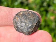 Belgium Fossil Brachiopod Caucasiproductus productoides Late Devonian Age Shell picture