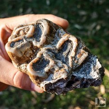 Platybelodon cf. gangeri, Extinct Megafauna Mammmal Tooth Fossil 'Ice Age' Molar picture