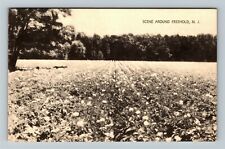 Freehold NJ-New Jersey, Scenic View, Field, Vintage Postcard picture