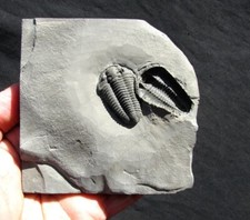 EXTINCTIONS- KILLER DOUBLE CALYMENE TRILOBITE PLATE,NY- ONE DORSAL, ONE VENTRAL picture